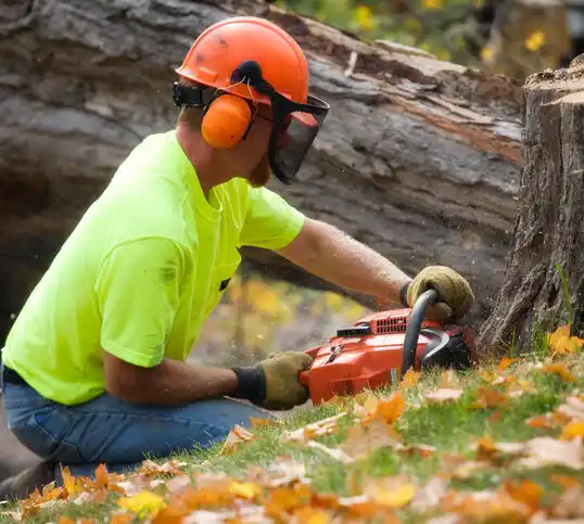 tree services Chesapeake City